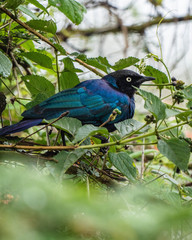 Greater Blue Eared Starling / Estornino de orejas azules