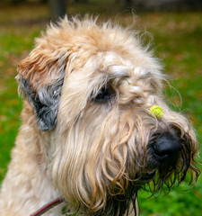 Naklejka na ściany i meble Portrait of Irish wheat soft-coated Terrier. Shaggy curly dog with a pigtail on his head.