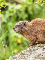 Castor / Ardilla