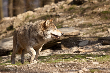 Timberwolf oder Amerikanischer Grauwolf (Canis lupus lycaon)