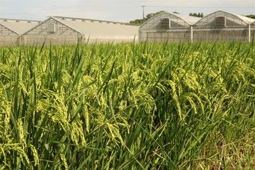 ガラスハウスと夏の稲の成長