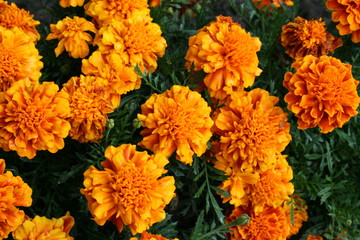 yellow bouquet of flowers in the garden