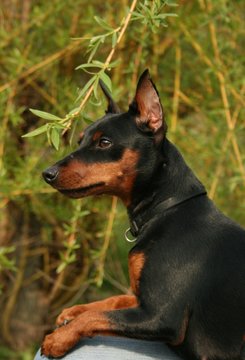 portrait of a black dog miniature pinscher