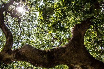 Fototapeta premium tree in the forest