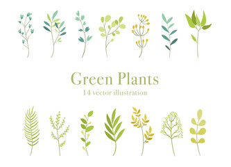 Vector green plants set, botany, leaves, floral