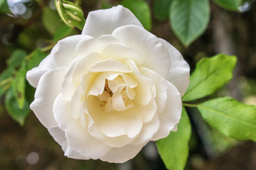 white rose close-up with leaves and green background