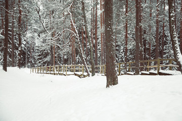 Fototapeta premium Path in national park. Winter trees covered with frost. Latvia. Baltic.