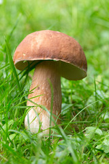 The white Summer Boletus in the Nature