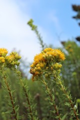 Native to the area of Ballona Freshwater Marsh, this flamboyant plant is known to taxonomy as Isocoma menziesii, and commonly as Menzies Goldenbush.