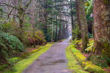 Garden in Furnas area, São Miguel Island, Azores