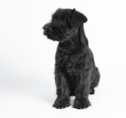 little black puppy breed miniature schnauzer on a white background close up isolated