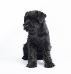 little black puppy breed miniature schnauzer on a white background close up isolated