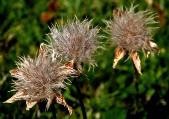 Eclosion de l'Aménone des Alpes