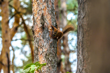 Squirrel on a tree in the small forest 