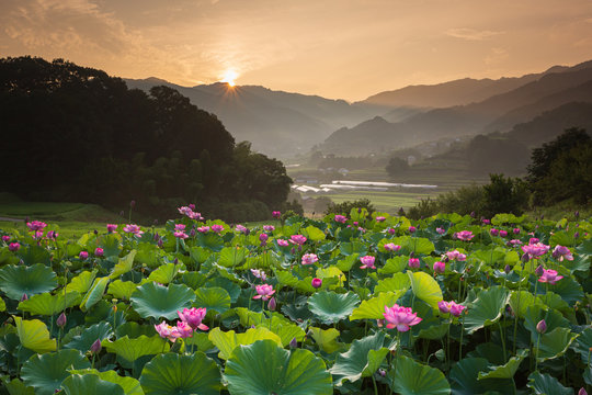 蓮池 Images – Browse 8,003 Stock Photos, Vectors, and Video