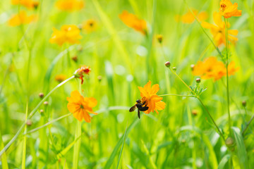 キバナコスモスの蜜を吸うクマバチ