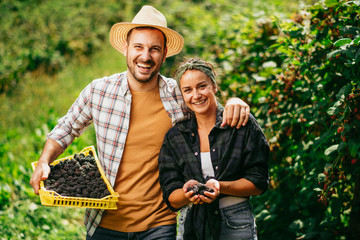 Couple in garden harvesting blackberries