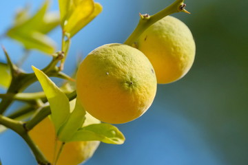 Pomeranze - Bitterorange