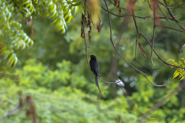 Black birds on tree branch,top view of birds 