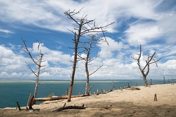 dry trees on the beach