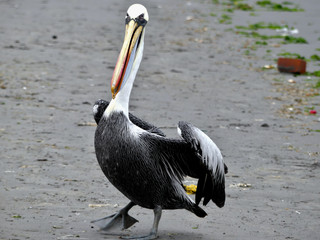 Pelican on the beach