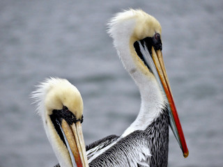 Fototapeta na wymiar Pelicans on the sea