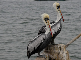 Pelicans on a post