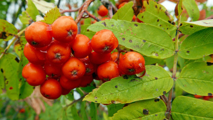Orange fruit berries sorbus aucuparia tree blooming in autumn, commonly called rowan mountain ash