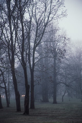 Obraz na płótnie Canvas Dark misty lonely park with hanging willows. Foggy image.