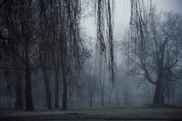 Dark misty park with hanging willows. Foggy image.