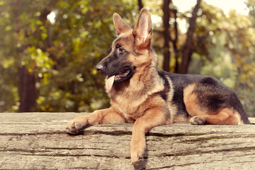 Six months old german shepherd female posing in park