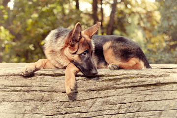 Six months old german shepherd female posing in park