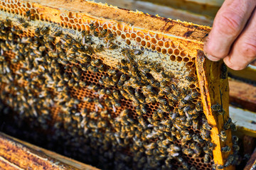 Close up view of the working bees on the honeycomb with sweet honey. Honey is beekeeping healthy produce.