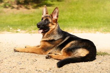 Fototapeta premium Six months old german shepherd female posing in park