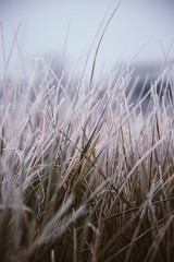 Bents  in the morning dew with frost. Partial focuses with blur effect. Vintage effect.