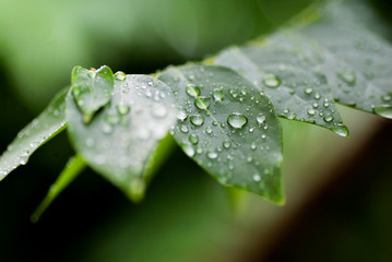 green leaf and water drops detail.Vector water drops on green leaf macro background. 