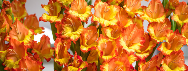 Fundo com flores amarelas