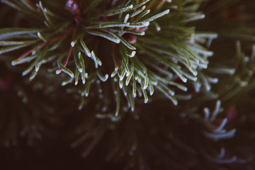 Spruce branch with spider net in the morning dew and frost. Partial focuses with blur effect. Free space for text.