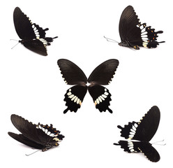 Black butterfly set isolated on white background