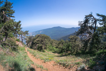 Crimean nature. Beautiful view on Yalta in Crimea. Mountains, sea and forest