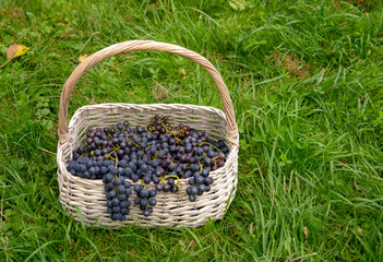 A wicker basket of grapes sits on the bright green grass