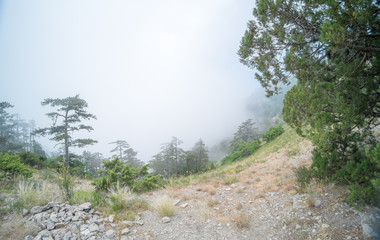 Crimean nature. Beautiful view on Yalta in Crimea. Mountains, sea and forest