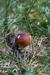 Boletus edulis growing in forest. King boletus in green grass.