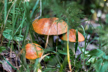 Orange bolete (Leccinum aurantiacum) in the forest. Beautiful mushroom with a red hat grows in the forest. Mushroom close-up.