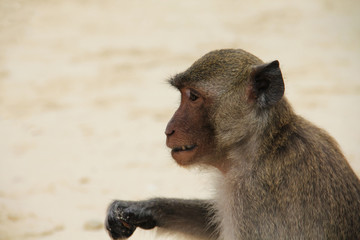 Funny monkey in wildlife close up animal portrait photo