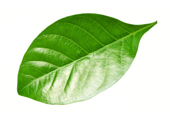 Fototapeta na wymiar Gardenia leaf on white background