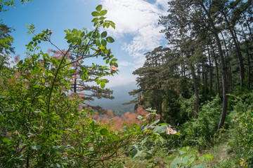 Crimean nature. Beautiful view on Yalta in Crimea. Mountains, sea and forest