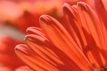 Obraz premium closeup of a flower