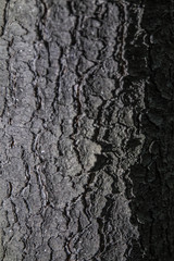 Photos sometimes make human  eyes see different moving light patterns. 