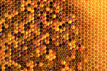 Background texture and pattern of a section of wax honeycomb from a bee hive filled with golden honey i